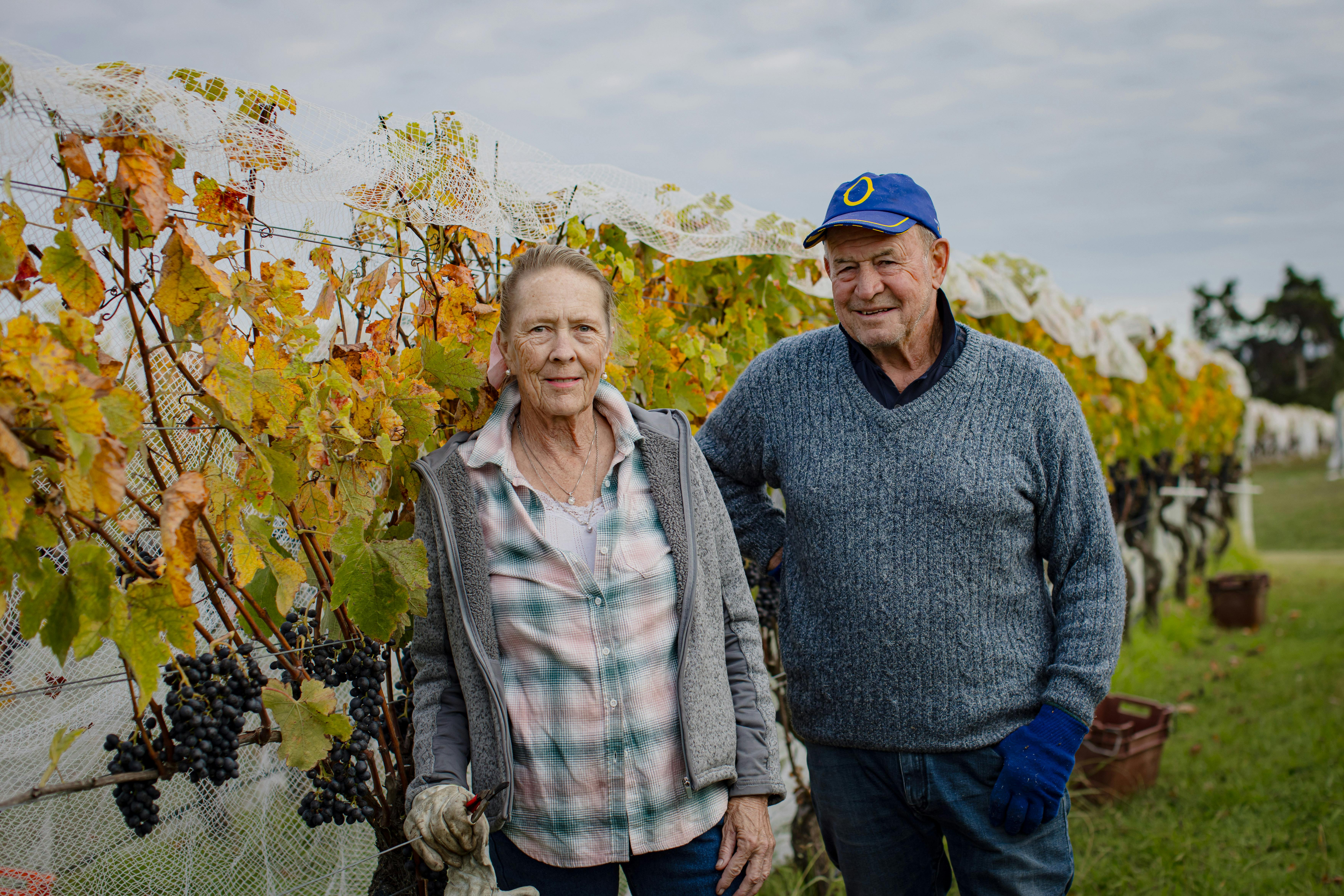 Village Vineyards Harvest April 2024 4