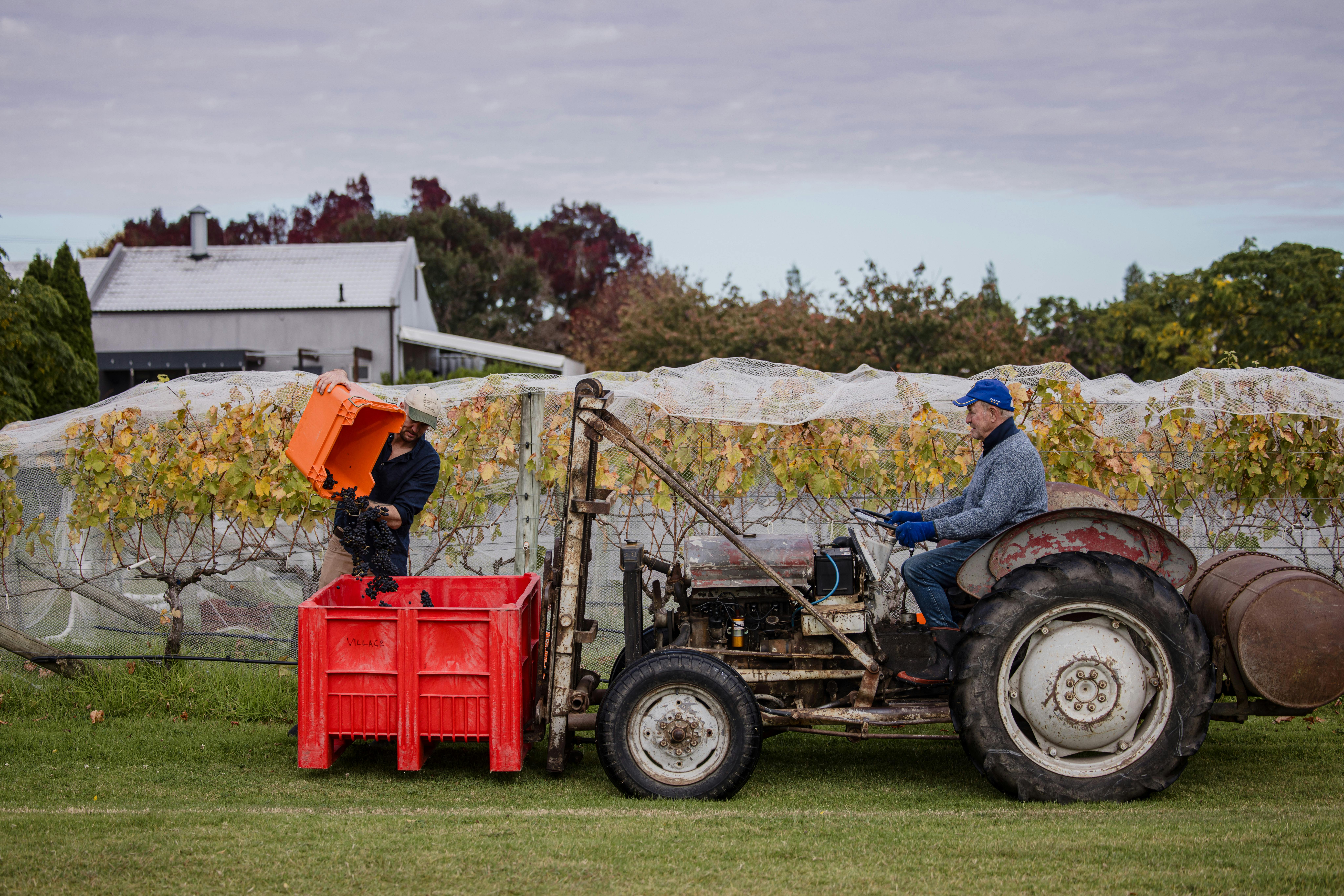 Village Vineyards Harvest April 2024 74